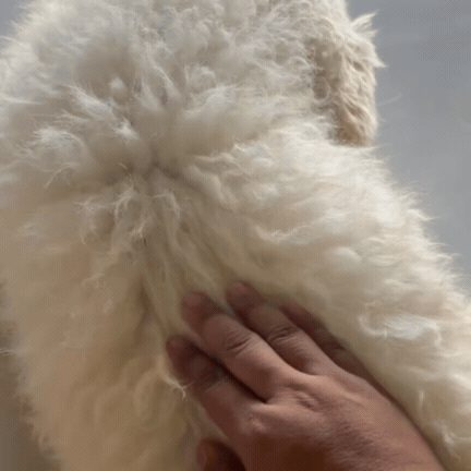 Mașină de Tuns pentru Animale de Companie