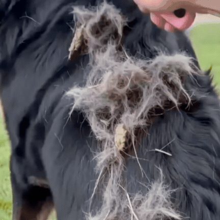 FurMaster - Pieptene Profesional pentru Animale